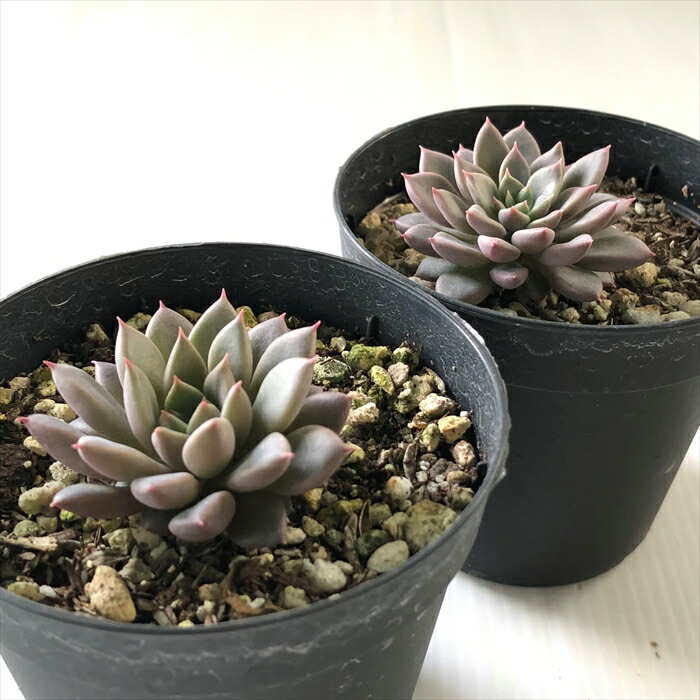楽天市場】多肉植物 skエケベリア エルメス 多肉植物 エケベリア 7.5cm