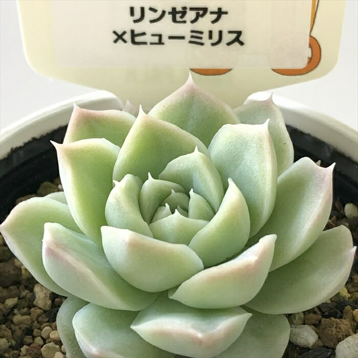 1 希少 リンゼアナNo.3 丸葉タイプ カリフォルニア輸入 1 希少