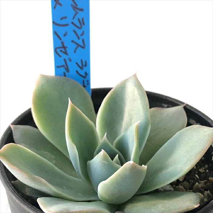 楽天市場】多肉植物 oriエケベリア シムランスラグナサンチェス