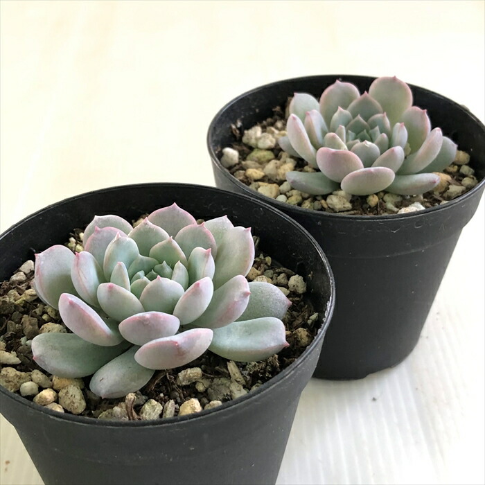 楽天市場】多肉植物 skエケベリア アメイジンググレイス 多肉植物