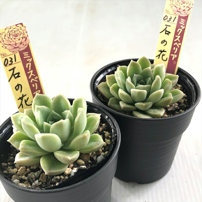 楽天市場】多肉植物 oriミックスベリア No.031 石の花 多肉植物 お