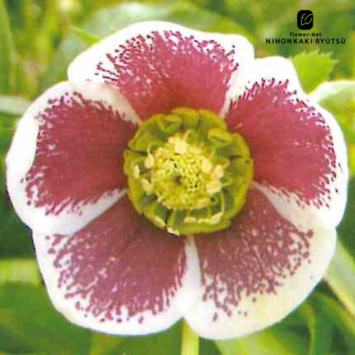 楽天市場】クリスマスローズ苗 シングル ホワイトブロッチ 杉山交配