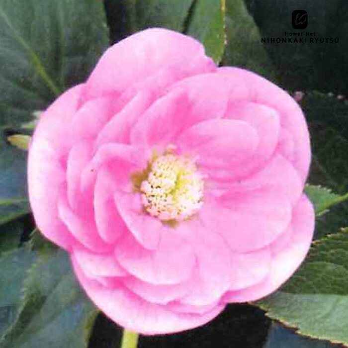 楽天市場】クリスマスローズ 広瀬園芸 レッドオーレア系 多弁 ダブル