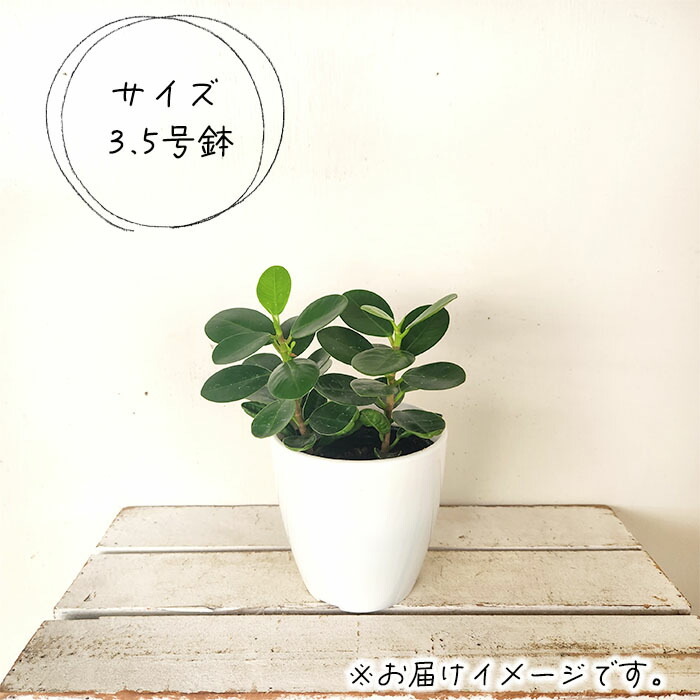 楽天市場】観葉植物 cot パンダガジュマル タイワンガジュマル 3.5号鉢