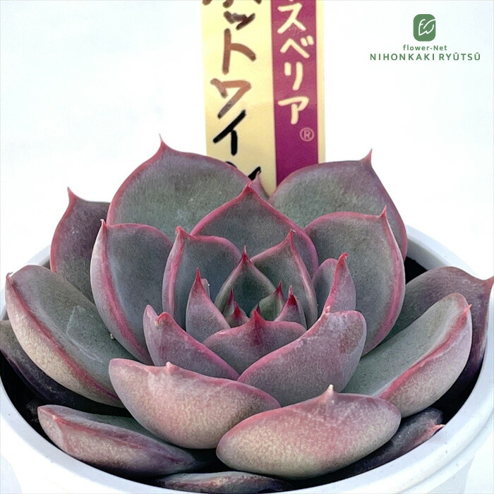 楽天市場】多肉植物 oriミックスベリア No.073 ホットワイン 多肉植物