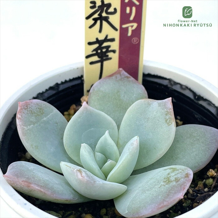 楽天市場】多肉植物 oriミックスベリア No.074 白染華 多肉植物 お