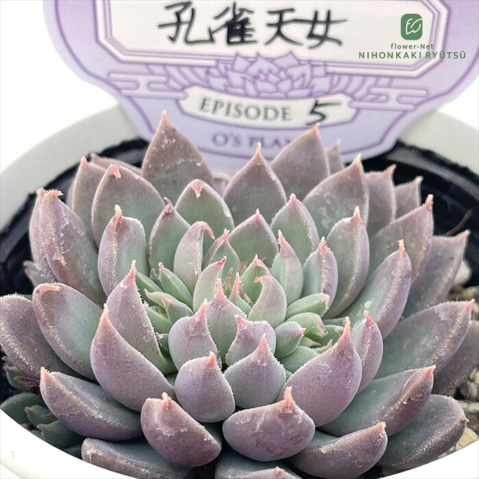 楽天市場】多肉植物 O's銀天女物語 EPISODE 05 孔雀天女 多肉植物 O's