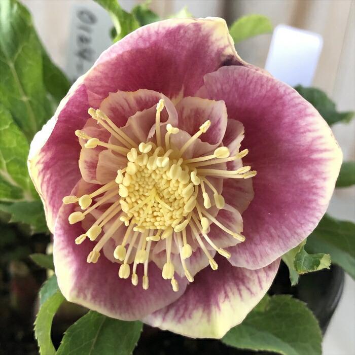 楽天市場】クリスマスローズ ソレイユ セミダブル 0124-006 現品販売