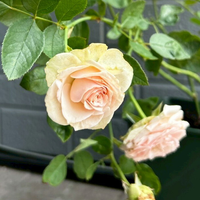 楽天市場】予約販売 バラ苗 バラ新苗 正 契約品種 薔薇 ばら 国産苗