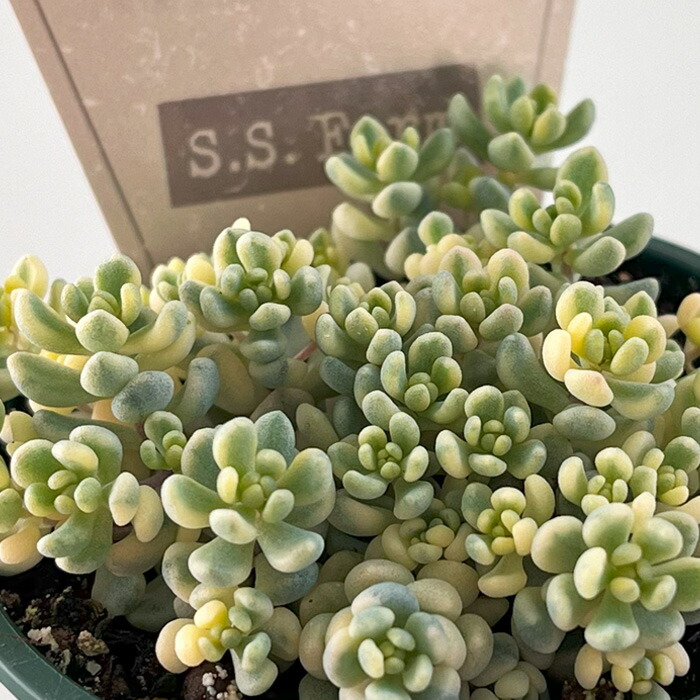 楽天市場】多肉植物 seセダム アイシクルミント 多肉植物 S.S.Farmさん