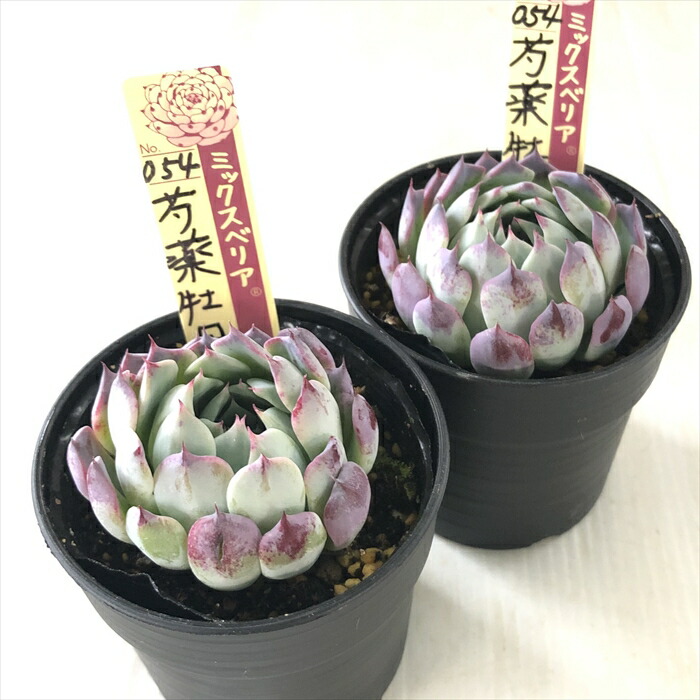 楽天市場】多肉植物 oriミックスベリア No.054 芍薬牡丹 多肉植物 お
