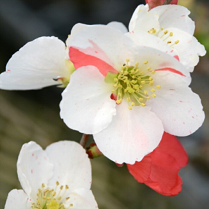 楽天市場】予約販売 木瓜 日月星 9cmポット 開花予定株 ボケ 花苗 庭木