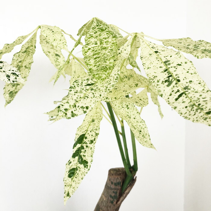楽天市場】観葉植物 斑入りパキラ ミルキーウェイ 5号鉢 パキラ 送料