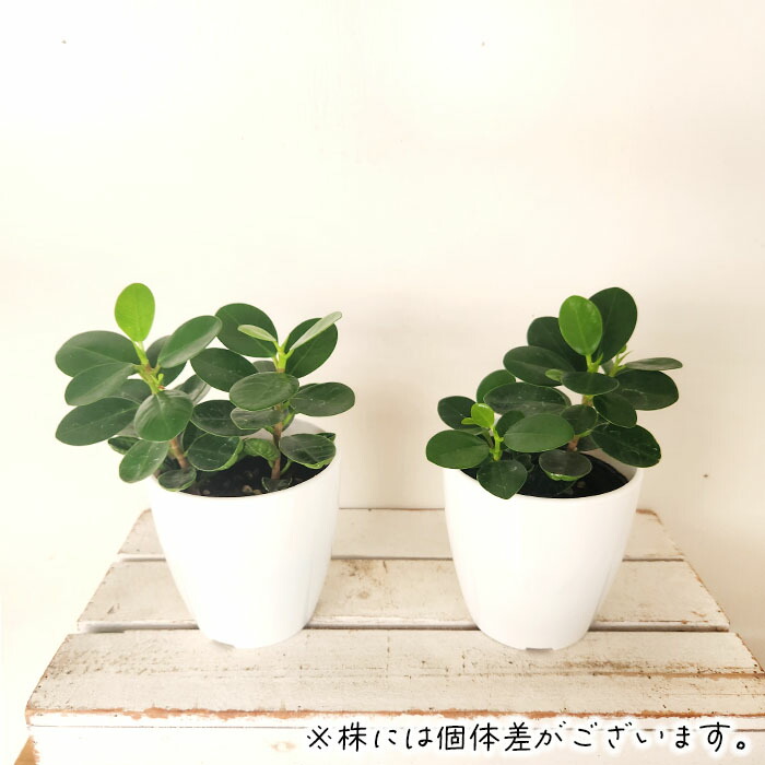 楽天市場】観葉植物 cot パンダガジュマル タイワンガジュマル 3.5号鉢
