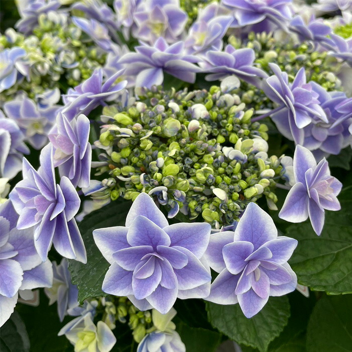 楽天市場】予約販売 アジサイ 月神 9cmポット 登録品種 ハイドランジア