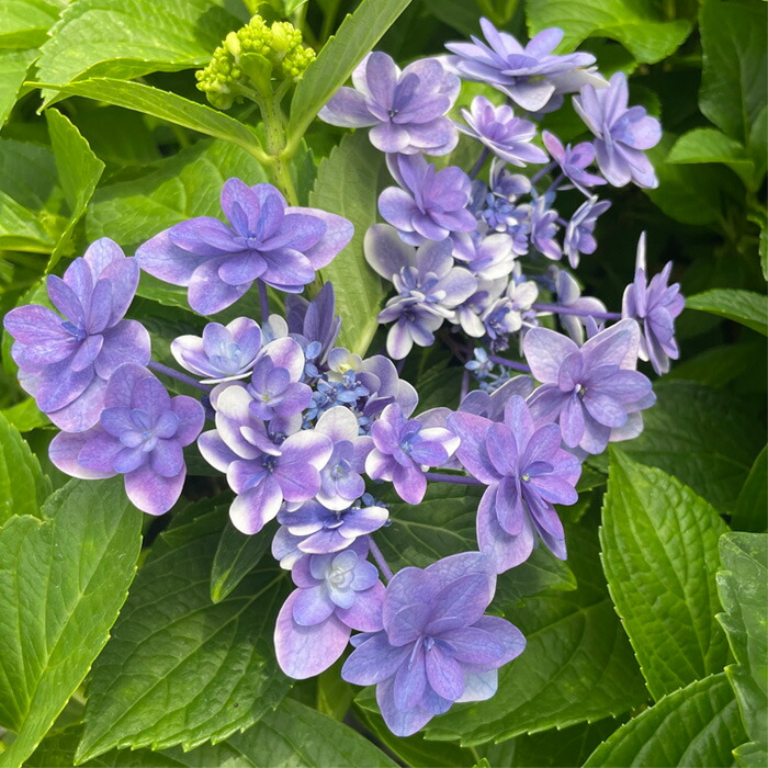 楽天市場】アジサイ スターリットスカイの通販