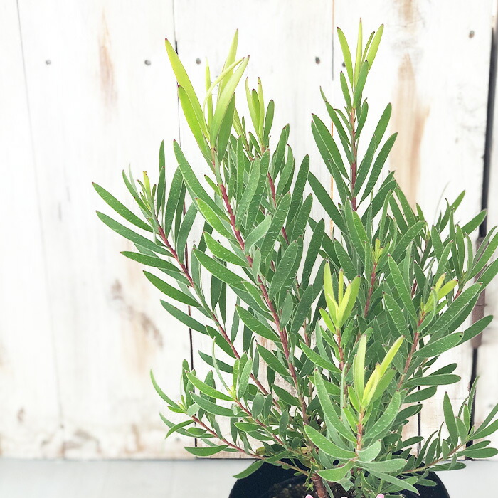 楽天市場】リューカデンドロン インカゴールド 5号鉢 Inca Gold