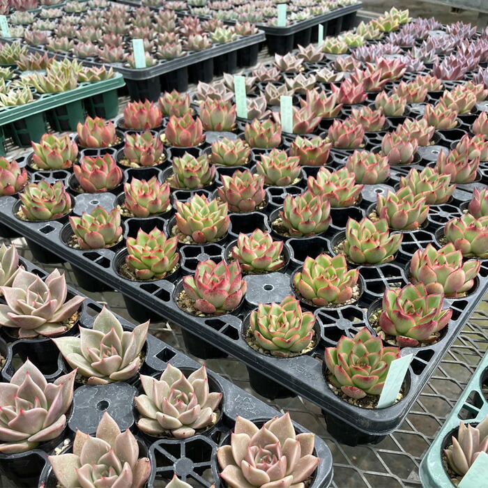 楽天市場】多肉植物 エケベリア 交配苗6個セット 福袋 送料無料