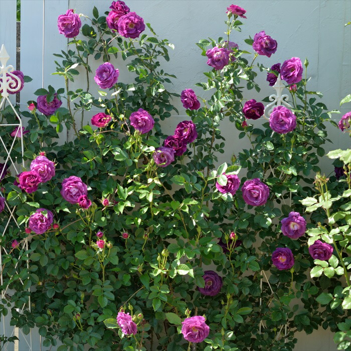 楽天市場】予約販売 バラ苗 バラ大苗 ドリュ ミステリューズ 登録品種