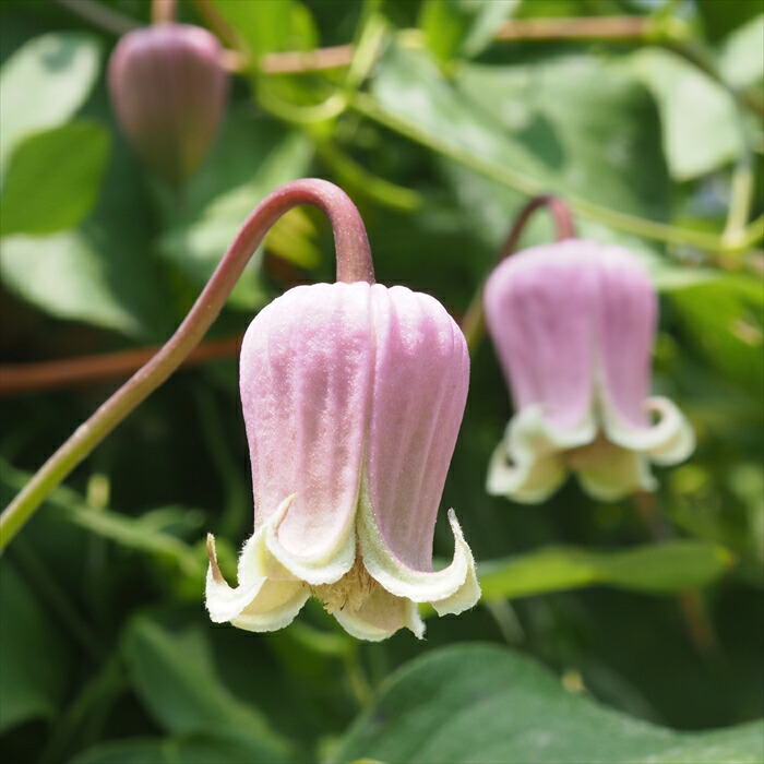 楽天市場】予約販売 クレマチス 苗 バーシカラー ヴィオルナ系 落合