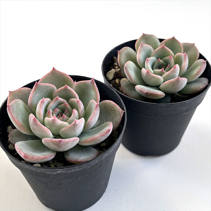 楽天市場】多肉植物 skエケベリア キャラリアン 多肉植物 エケベリア