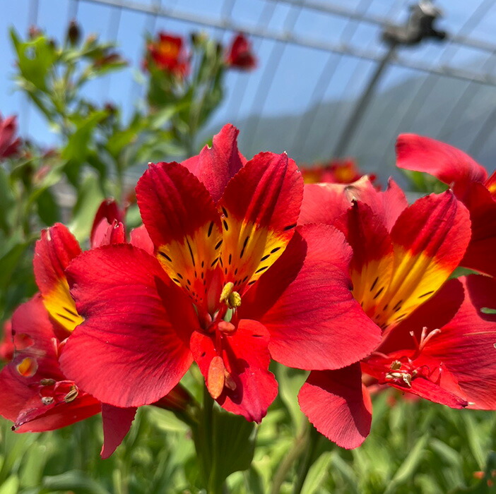 楽天市場】予約販売 アルストロメリア 苗 マッカナルビー 10.5cmポット