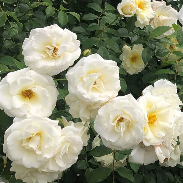 楽天市場】予約販売 バラ 苗 バラ 新苗 京成バラ園芸 真白（ましろ