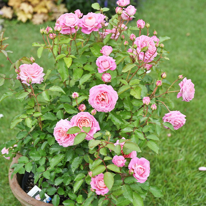 楽天市場】予約販売 バラ 苗 バラ 新苗 デルバール フルレット 品種