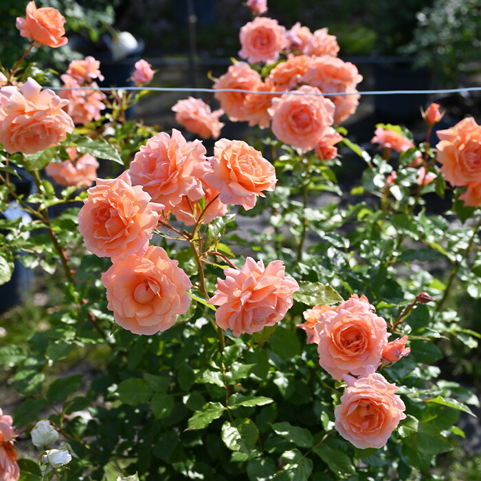 楽天市場】予約販売 バラ 苗 バラ 新苗 ドリュ レグランビュッフェ