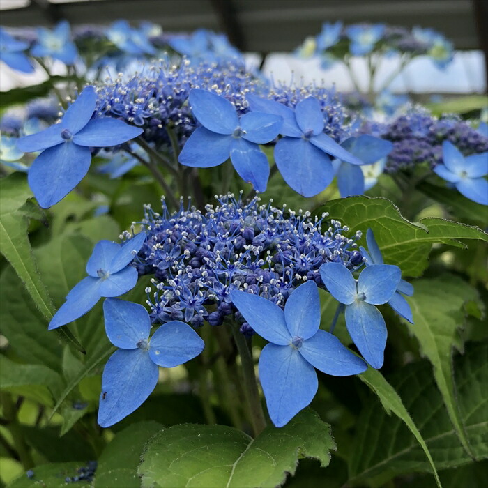 楽天市場】予約販売 山アジサイ 普賢の華 9cmポット 苗 花苗 苗木 山