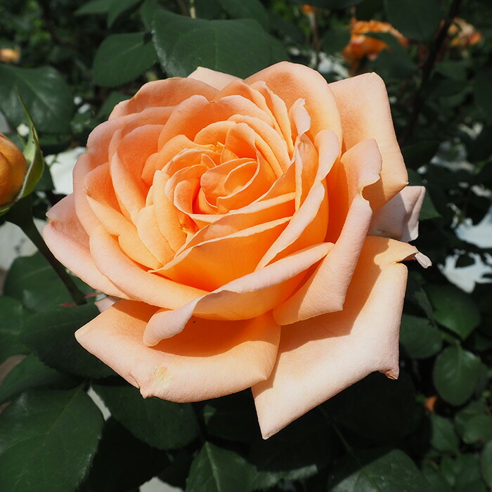 楽天市場】予約販売 バラ 苗 バラ 新苗 大輪 夢 四季咲き 薔薇 ばら