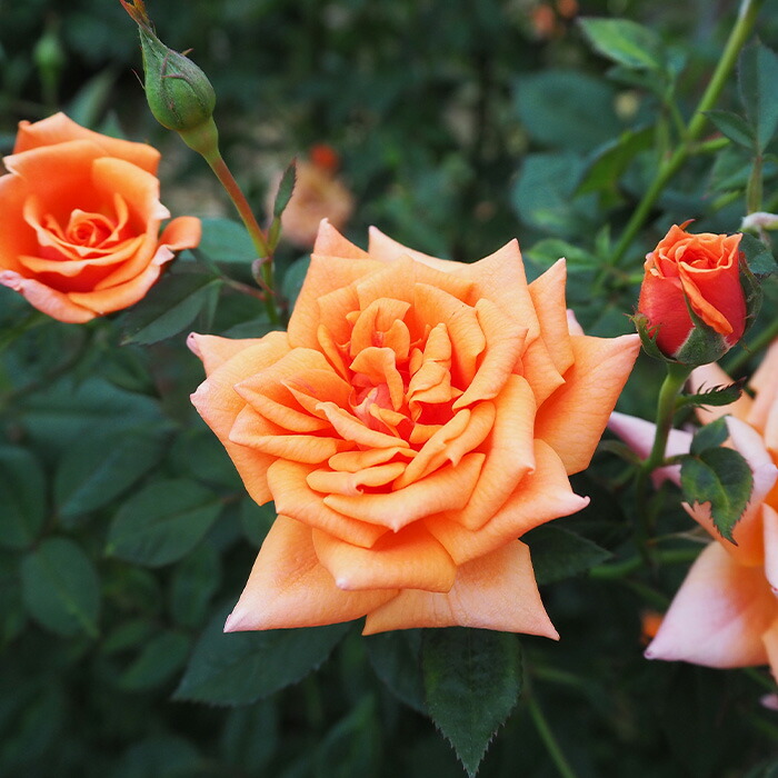 楽天市場】予約販売 バラ 苗 バラ 新苗 つるバラ オレンジエドワード