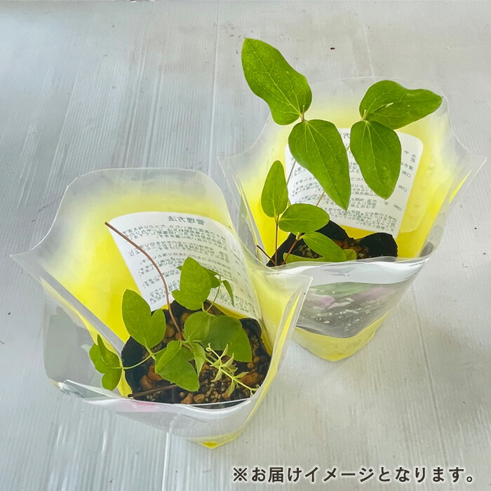 楽天市場】予約販売 クレマチス 苗 マクロペタラウェッセルトン