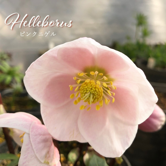 楽天市場】クリスマスローズ ソレイユ セミダブル 0124-006 現品販売