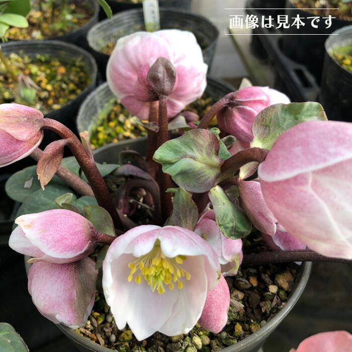 楽天市場】クリスマスローズ ピンクニゲル 広瀬園芸さん 4.5号鉢 送料