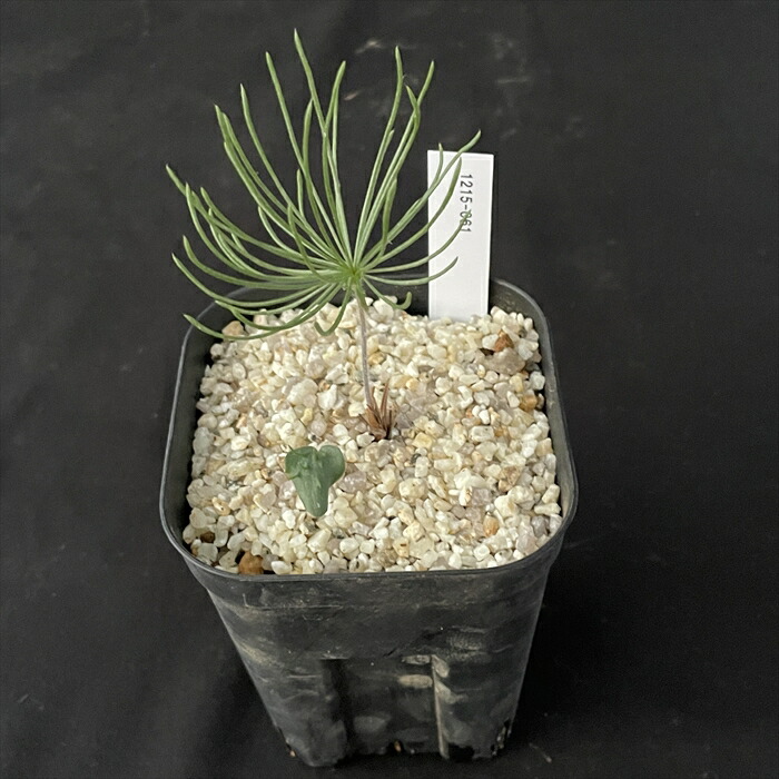 楽天市場】多肉植物 caエリオスペルマム プロリフェルム 実生 ケープ