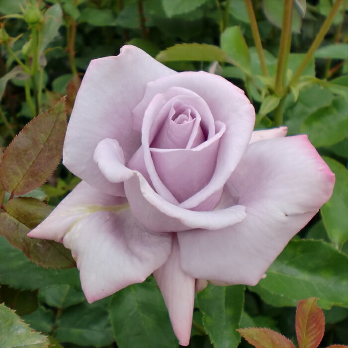 楽天市場】予約販売 バラ 苗 バラ 新苗 寺西コレクション ブルー