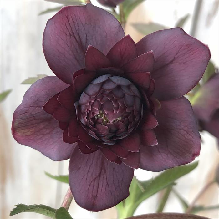 クリスマスローズ開花株【広瀬園芸】ダーク多弁系 ひ-2 圧倒的なオーラを放つ多弁系【クリスマスローズ】2026年冬・注目の花