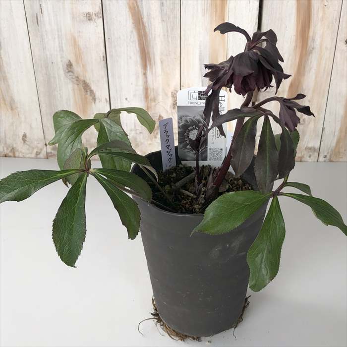 楽天市場】クリスマスローズ ブラックマジック からす葉 0123-008 現品