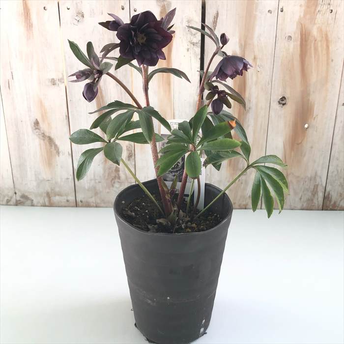 楽天市場】クリスマスローズ ブラック ダブル 0123-009 現品販売 送料