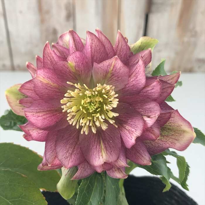 N*o様 クリスマスローズ 開花株☆ 花苗 八重咲クリスマスローズ 開花株 花色おまかせ 6株 送料込み : 花