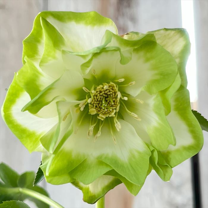 楽天市場】クリスマスローズ 吉田園芸 ピエラ ダブル 0217-021 現品