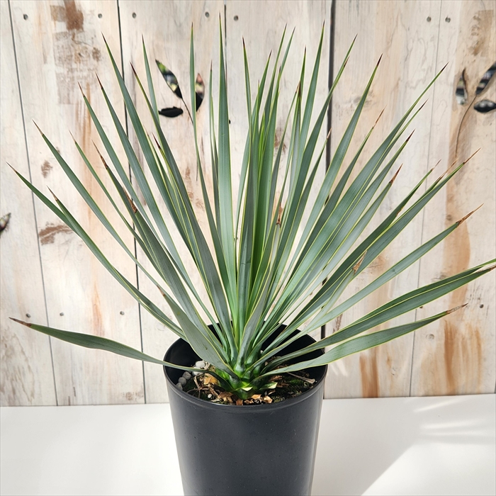 楽天市場】観葉植物 ユッカ ロストラータ 5号鉢 送料無料 観葉植物