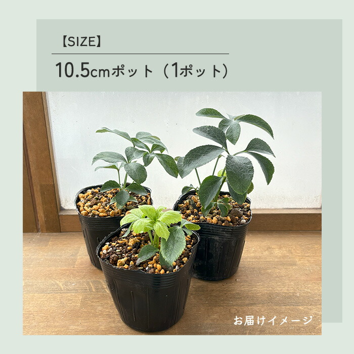 楽天市場】予約販売 クリスマスローズ苗 グリーンパステリッシュ