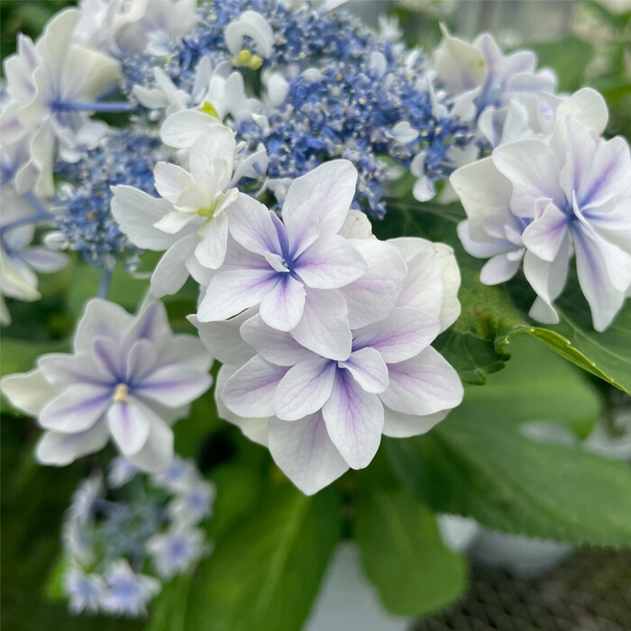 楽天市場】アジサイ スターリットスカイの通販