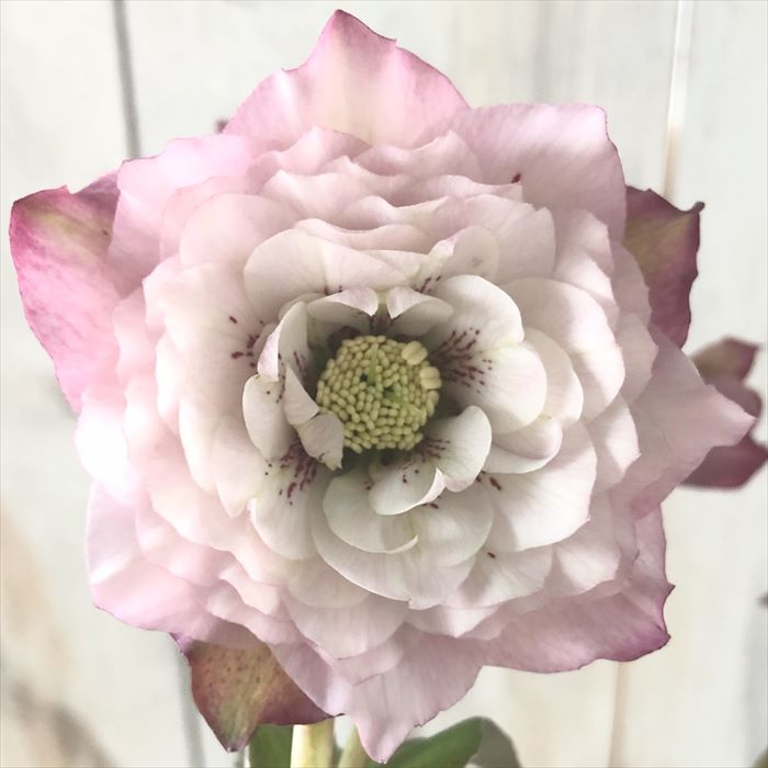 楽天市場】クリスマスローズ 吉田園芸 ピンクスポット リバーシブル 超