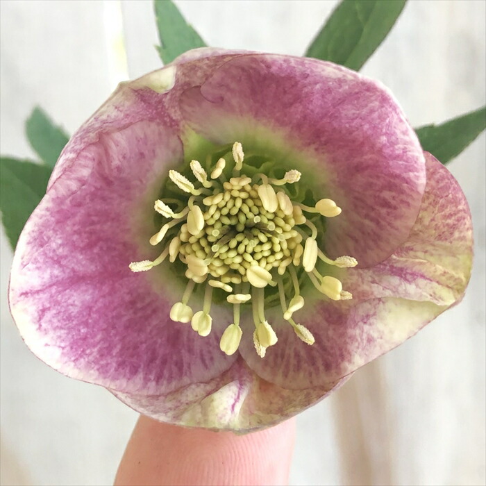 楽天市場】クリスマスローズ 大和園 パステリッシュストレイン 0228