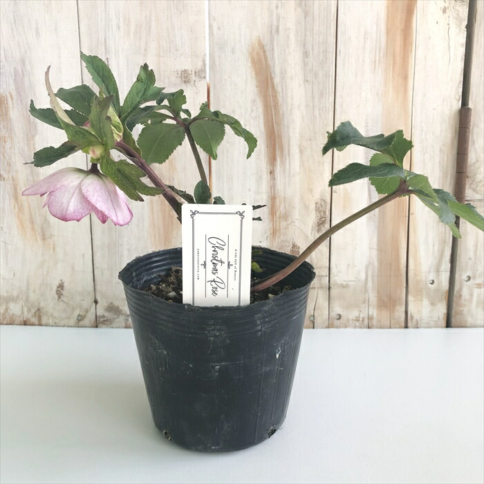 楽天市場】クリスマスローズ 大和園 フレックルキス交配 ピンク