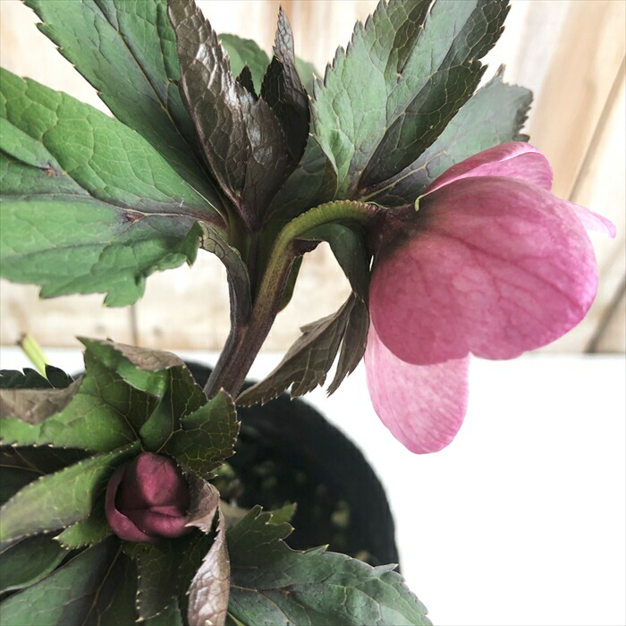 楽天市場】クリスマスローズ 大和園 カップ咲き ピンク シングル 銅葉