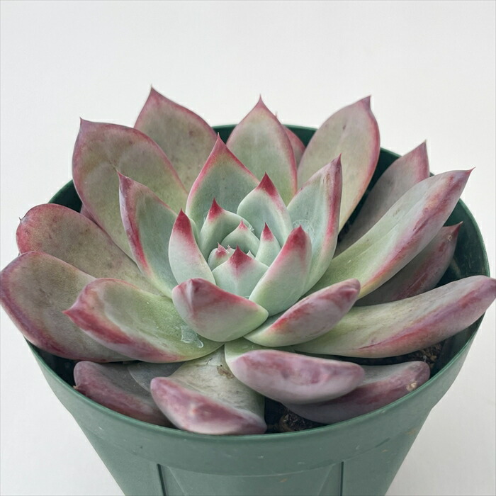 楽天市場】多肉植物 swkエケベリア 二瓶リンゼアナ 実生 送料無料 多肉